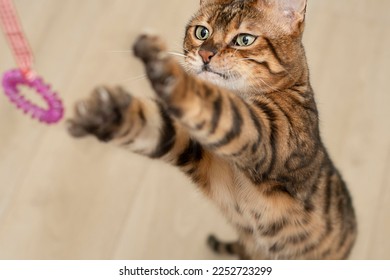 Animal. Beautiful home active well-groomed red bengal cat jumps and plays with a rope and an elastic band. Close-up. Soft focus.