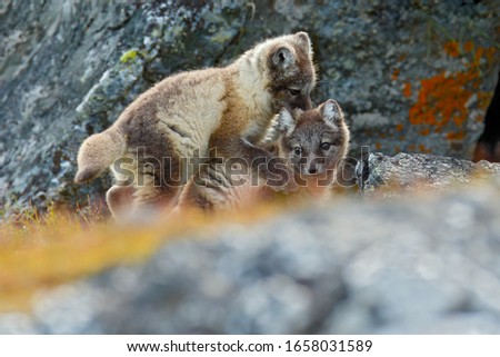 Animal behaviour. Fight of cute little Arctic Foxes, Vulpes lagopus, in the nature rocky habitat, Svalbard, Norway. Action wildlife scene from Europe.