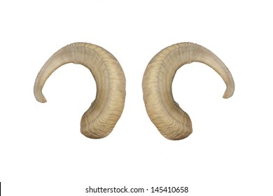 Animal Big horns