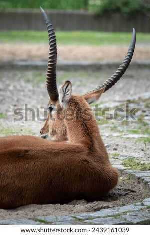 animal with big horns on its back