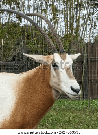 Animal with big horns with trees in background 