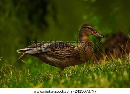 animal, bird, duck, outdoors, river, birds, lawn, male, lake, shallow, natural, female, couple, bicolor, outside, waterfowl, sunny, pair, nature, field, legs, wildlife, mallard, running, water, focus,