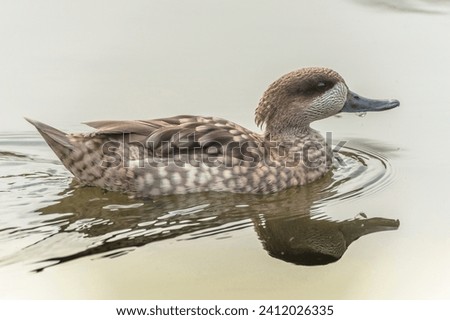 animal, Bird, Duck, Water, Swimming,