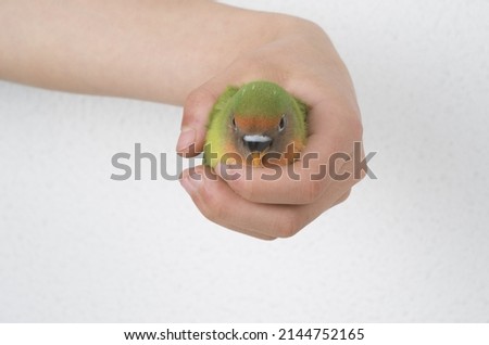 Similar – Image, Stock Photo Baby green Animal Pet Bird