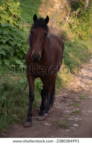 animal black brown equestrian free freedon fence