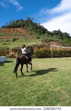 animal black brown equestrian free freedon fence