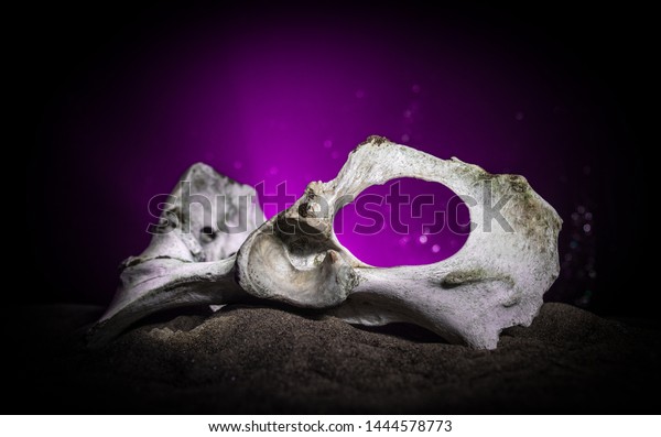 Animal Bone Dark Halloween Night Fog Stock Photo Edit Now - 