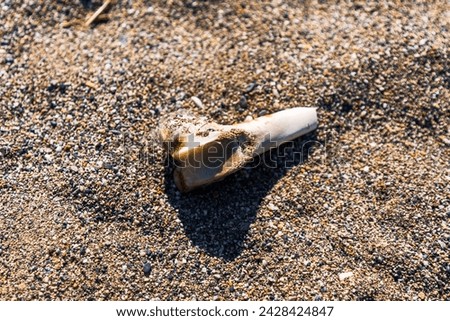 Animal Bone on a Sandy Beach Texture Background, Wildlife Abstract