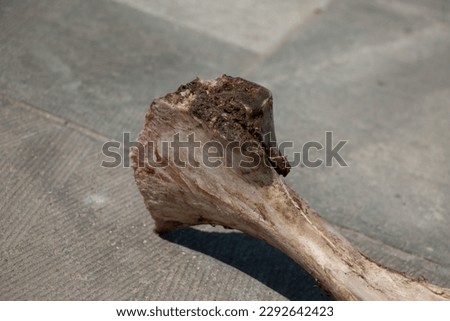 animal bone. skeleton near a cemetery. skeleton of a beast. pelvis bone. hip bone, dogs chewed off bone. wild nature. death. dead animal. bloody animal skeleton. 