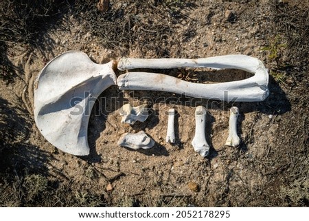 Animal bones on the dirt in the wilderness on Cape Cod