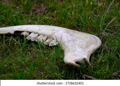 Animal Bones, Skeleton And Bone Fragments Of A Cow,