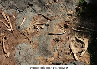 Animal Bones, It's Still Possible To See The Skin Glued To The Stone