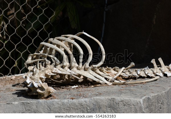 Animal bones in the
wild