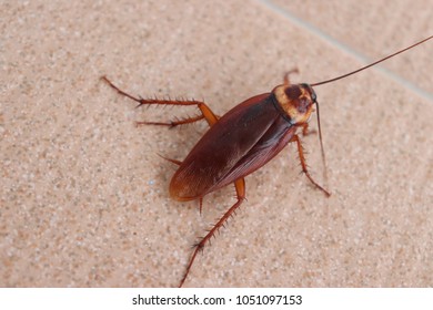    animal Brown cockroach