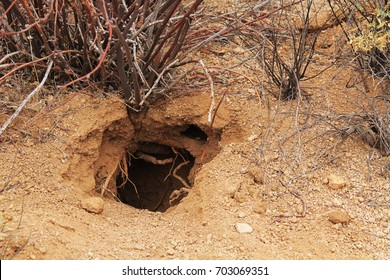 Animal Burrow In The Sonoran Desert In Saguaro National Park, Tucson, Arizona, USA.
