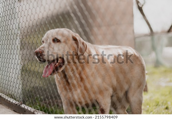 an\
animal in a cage the dog behind the net\
labrador
