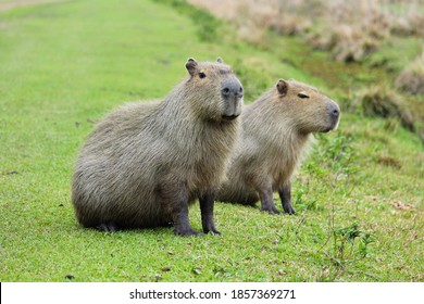 animal Capybara Argentina Ibera Wetlands