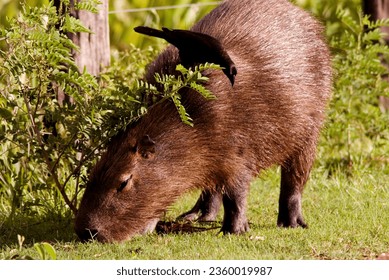 Animal capybara the largest herbivorous rodent