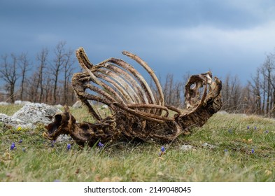 Animal carcass lies in nature. Dead animal. Decaying carcass. Horse remains, bones and skull on ground. Skeleton of dead horse. Rotting animal. - Shutterstock ID 2149048045