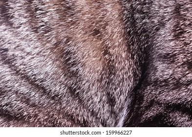 Animal Cat Fur Texture Macro Stock Photo 159966227 | Shutterstock