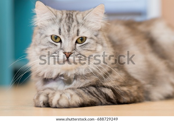 Animal Cat Mixed Breed American Shorthair Stock Image Download Now