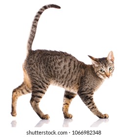 Animal, Cat, Pet Concept - Serengeti Cat On A White Background