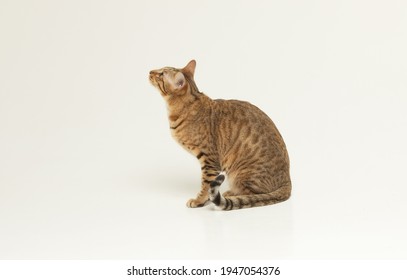 Serengeti Cat Gorsel Stok Fotograf Ve Vektorleri Shutterstock