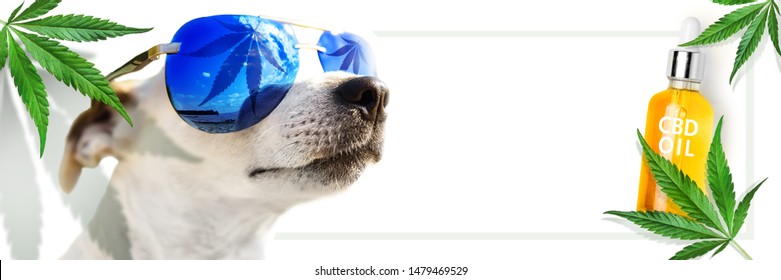Animal CBD Oil. Concept. Dog in sunglasses, which reflects a leaf cannabis. marijuana. Hemp leaves and bottle CBD Oil