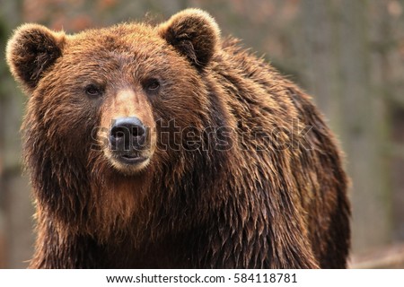 Animal from class ursine. Big brown bear in forest. Beast of prey  in nature. [[stock_photo]] © 