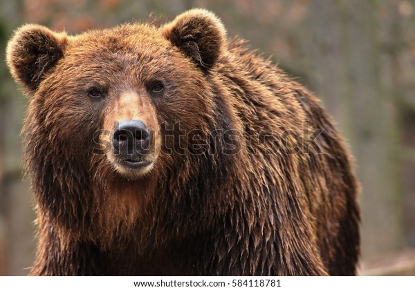 Animal Class Ursine Big Brown Bear Stock Photo (Edit Now) 584118781