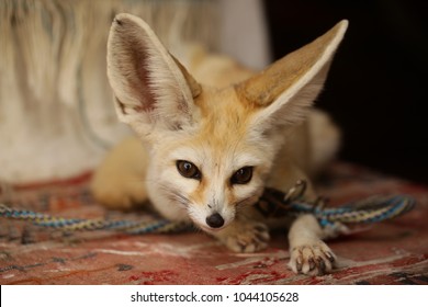 Animal Close Cute Brown Fennec Fox Stock Photo Edit Now