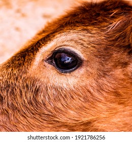 Animal Closeup Eye Portrait And Depthfield 