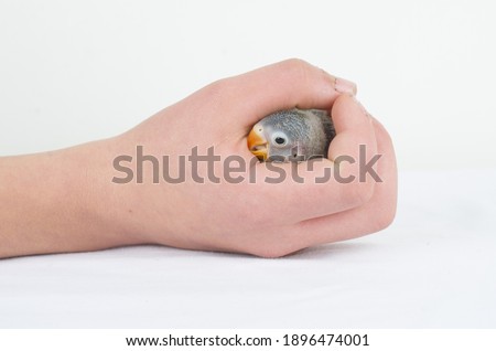 Similar – Image, Stock Photo Baby green Animal Pet Bird