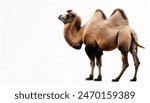 Animal concept Bactrian camel - Camelus bactrianus - with copy space. camels represent humility, willingness to serve and stubbornness. Isolated on white background