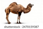 Animal concept of a Dromedary - Camelus dromedarius - with copy space. camels represent humility, willingness to serve and stubbornness. Isolated on white background
