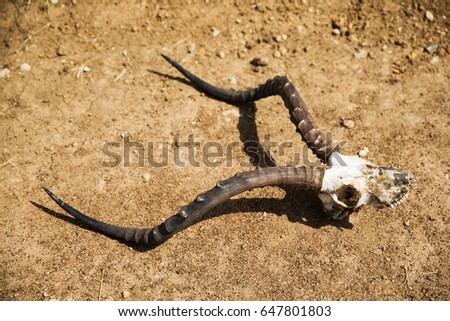 Similar – Foto Bild Impala Antilope