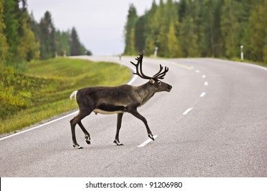 Animal Crossing The Road - A Wild Rein Deer On A High Traffic Road From The Swedish Countryside