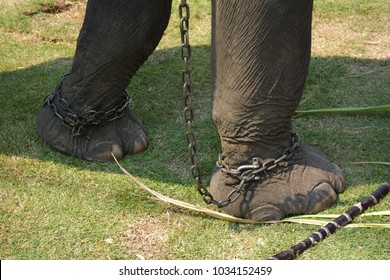 Animal Cruelty Concept Chained Abused Elephant Stock Photo 1034152459