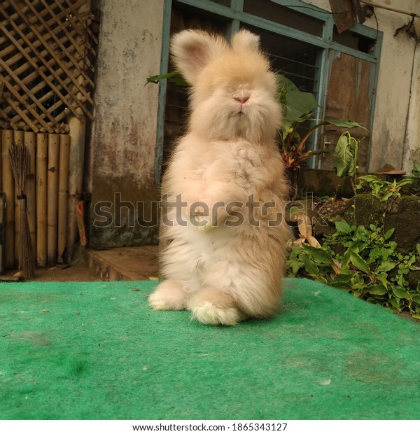 english angora bunny