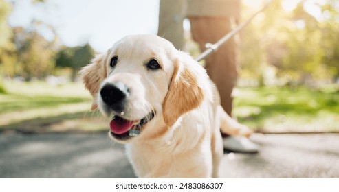 Animal, dog and leash in park for walk, exercise and golden retriever breed for puppy training. Pet, protection and guide for emotional support and love, comfort and cardio in field or nature outside - Powered by Shutterstock