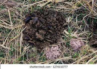 Animal Dung Cow Dung Dung On Stock Photo 1274110777 | Shutterstock