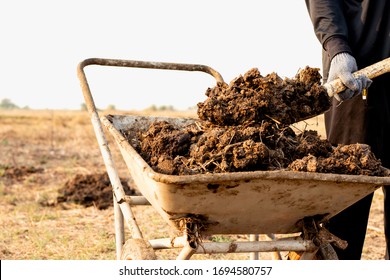 Animal Dung Or Manure At The Cattle And Central Farms, Agricultural Concept.