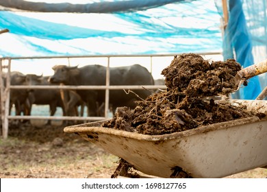 Animal Dung Or Manure At The Cattle And Central Farms, Agricultural Concept.