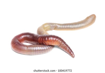 Animal Earth Worm Isolated