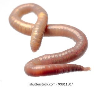 Animal Earth Worm Isolated