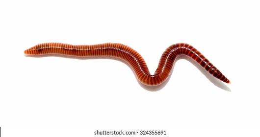 Animal Earth Worm Isolated On White