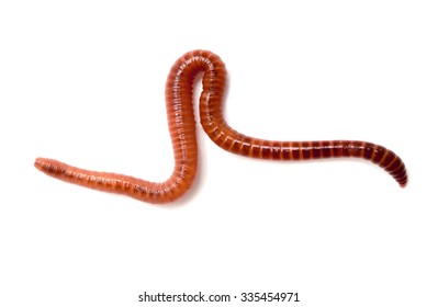 Animal Earth Worm Isolated On White