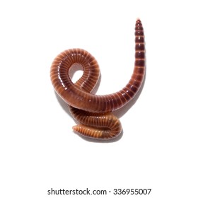 Animal Earth Worm Isolated On White