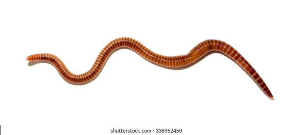 Animal Earth Worm Isolated On White