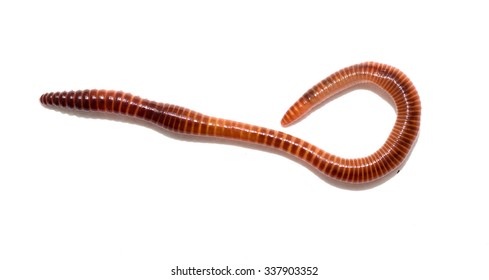 3,433 Segmented worm Images, Stock Photos & Vectors | Shutterstock